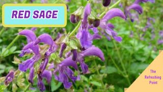 Red Sage  Danshen  Used for Thousands of Years as Traditional Chinese Medicine [upl. by Annahpos]