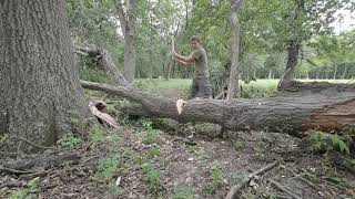 Tree Chopping ASMR [upl. by Elleahcim]