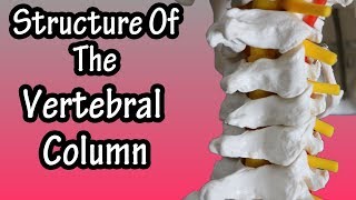 Structure Of The Vertebral Column  Functions Of The Spine  Bones Of The Vertebrae [upl. by Aid622]