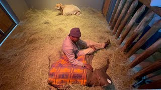 New Elephant Orphan Calf Phabenis First Evening at HERD [upl. by Aicilf708]