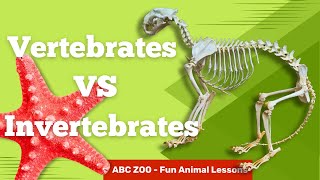 Classify Invertebrates and Vertebrates Fun Learning for Kids  ABC Zoo Fun Animal Lessons [upl. by Tulley]