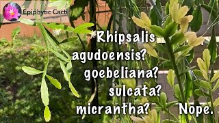 Rhipsalis species Tropiflora aff goebelianaold agudoensis [upl. by Enilekcaj81]