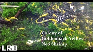 QV Colony of Golden Back Yellow Neocaridina Freshwater Ornamental Shrimp [upl. by Ayota]