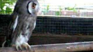 white faced scops owls now have been renamed Southern white faced [upl. by Enomas764]