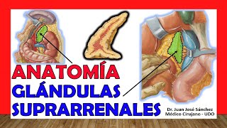 🥇 GLÁNDULAS SUPRARRENALES Anatomía ¡Fácil Explicación [upl. by Airdnek]