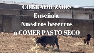 COBRADIEZMOS Cuida y Enseña a Nuestros Becerros A COMER PASTO SECO [upl. by Dagley]