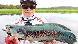 Electric Blue Ocellated Snakehead with Top Water Lure  Lady Angler 女钓手钓侧眼鳢 [upl. by Ailero]