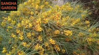 Parkinsonia plantشجرة البارکنسونیا [upl. by Bessie]