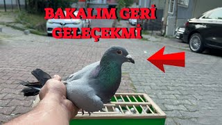 Erkek Şamı Kaçtı Malesef 😭  Kaçak Mavi Postayı Dışardan Bölük İle Saldım [upl. by Ecenahs]