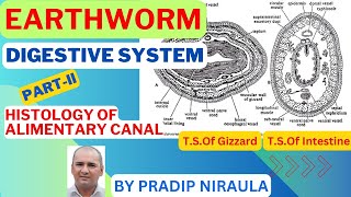 EARTHWORM HISTOLOGY OF ALIMENTARY CANAL II CLASS 11 II ZOOLOGY II NEB II CEE II PRADIP NIRAULA [upl. by Cheria805]