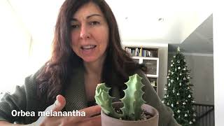 Stapelia and Huernia Care Tips and My Collection [upl. by Eba]