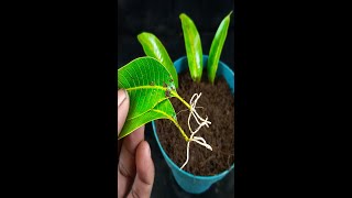 How to Grow Mango Trees From Mango Leaves [upl. by Pompei]