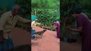 അല്ല പിന്നെ അത്രക്ക് ആയോ അമ്മ😠ലെ ലെയ്ക 😏 chottu dog doglover germanshepherd [upl. by Kabob]