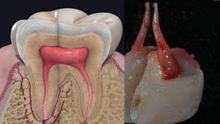 TeethEnamel Dentine Pulpবাংলা [upl. by Koo29]