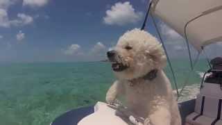 Bichon Puppies in the Bahamas [upl. by Okwu656]