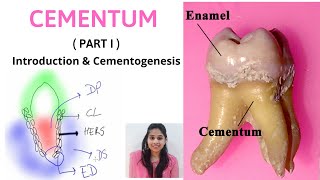 CEMENTUM  A DYNAMIC TISSUE  Part I  II Introduction amp Cementogenesis [upl. by Shayn]