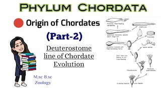 Part2 Origin of Chordates Reasons for Deuterostome line of Chordate evolutionMSc BSc Zoology [upl. by Gwenora]