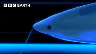 How Intelligent Are Sharks  BBC Earth [upl. by Isle]