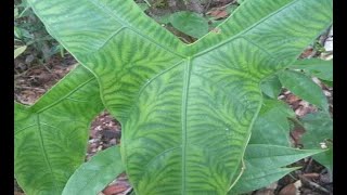 Forest plant Alocasia zebrina reticulata [upl. by Iras]