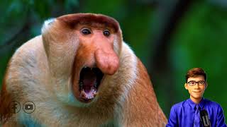 ស្វាច្រមុះធំ Discovering the Proboscis Monkey Borneos Fascinating Primate [upl. by Lener]