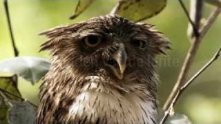 Center Parcs The sounds of spring owl [upl. by Morvin]