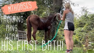 Stallion gets his first bath  MTHorses [upl. by Nitsirt]