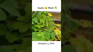 Oxalis Plant Shoots BALLISTIC Seeds When Touched INSANE Reaction science biology oxalis plants [upl. by Nila225]