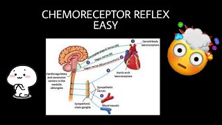 Chemoreceptor reflex explained  Blood Pressure Regulation [upl. by Kauppi]