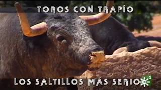 Toros de Saltillo serios y de mayor trapío para la lidia de Ceret Francia  Toros desde Andalucía [upl. by Stoller]