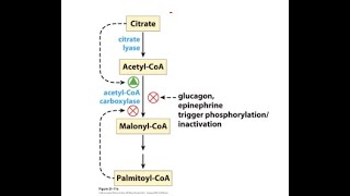 Fatty acid oxidation is tightly regulated [upl. by Burton]