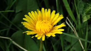 Dandelion Time Lapse [upl. by Naillil]