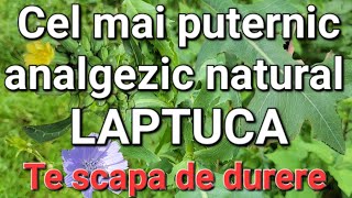 Tratează DurereaDepresiaInsomniaStresulFicatul Puternicul remediu natural [upl. by Chaffee]