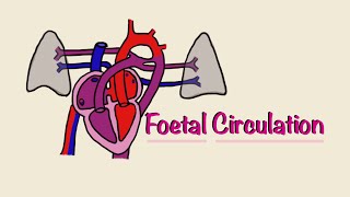 Foetal Fetal Circulation  Before and At Birth  Cardiac Physiology  Embryology [upl. by Eiramaneet]