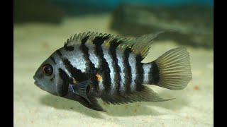 TOP 5 Convict Cichlid tank mates you may NOT KNOW [upl. by Oliva308]