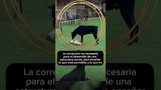 ¡Importante 🐶 La Corrección Entre Perros Explicada  ¡Mira Este Video 📹❤️ [upl. by Ahsitniuq747]