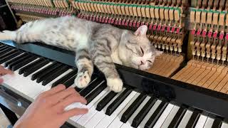 Piano woogie boogie massages for meow  Part 2 [upl. by Aydne]