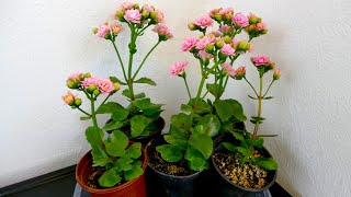 How To Take Flaming Katy Cuttings With Time Lapse of Flowering Kalanchoe blossfeldiana [upl. by Mendive]