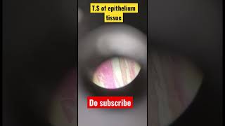 TS of Ciliated Epithelium tissue  Tissue Under Microscope  shorts trending science viral [upl. by Akaenahs]