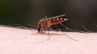 Mayo Clinic Minute Easing the itch of mosquito bites [upl. by Neit307]