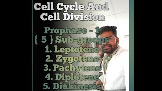 Meiosis 1  Prophase1  Leptotene  Zygotene  Pachytene  Diplotene  Diakinesis [upl. by Sateia]