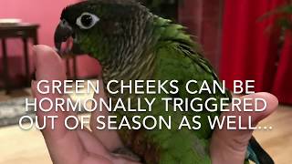 Parrot Hormones and Mating Behaviors  Guide to Green Cheek Conure Behavior [upl. by Catt766]