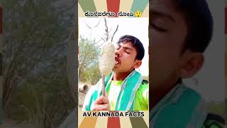 Honey Buzzard Bird Facts Video  kannada facts karnataka amezing youtubeshorts trendingshorts [upl. by Maupin543]