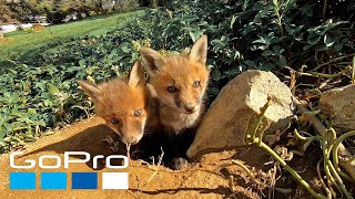 GoPro Top 10 Cutest Captures [upl. by Enahpad]