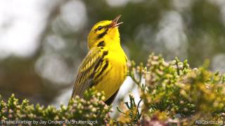 Prairie Warbler Song [upl. by Temple]