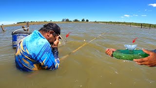 Foi de emocionar só tilapia bruta no lambari Pesca raiz [upl. by Aihsekram51]