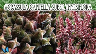 Suculentadodia  Crassula Capitella subsp Thyrsiflora [upl. by Aisan904]