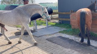 Zaloty koni Małopolskich Ogier Aspan i Krym woj Opolskie [upl. by Lavina880]