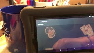 HOW TO Adding iReady to a Kindle Fire tablet [upl. by Braynard]