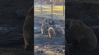 Small bears approaching for pettins wildlife bear animals animallover animalshorts bears pats [upl. by Marco612]