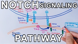 Mechanism of NOTCH SIGNALING PATHWAY [upl. by Duston]